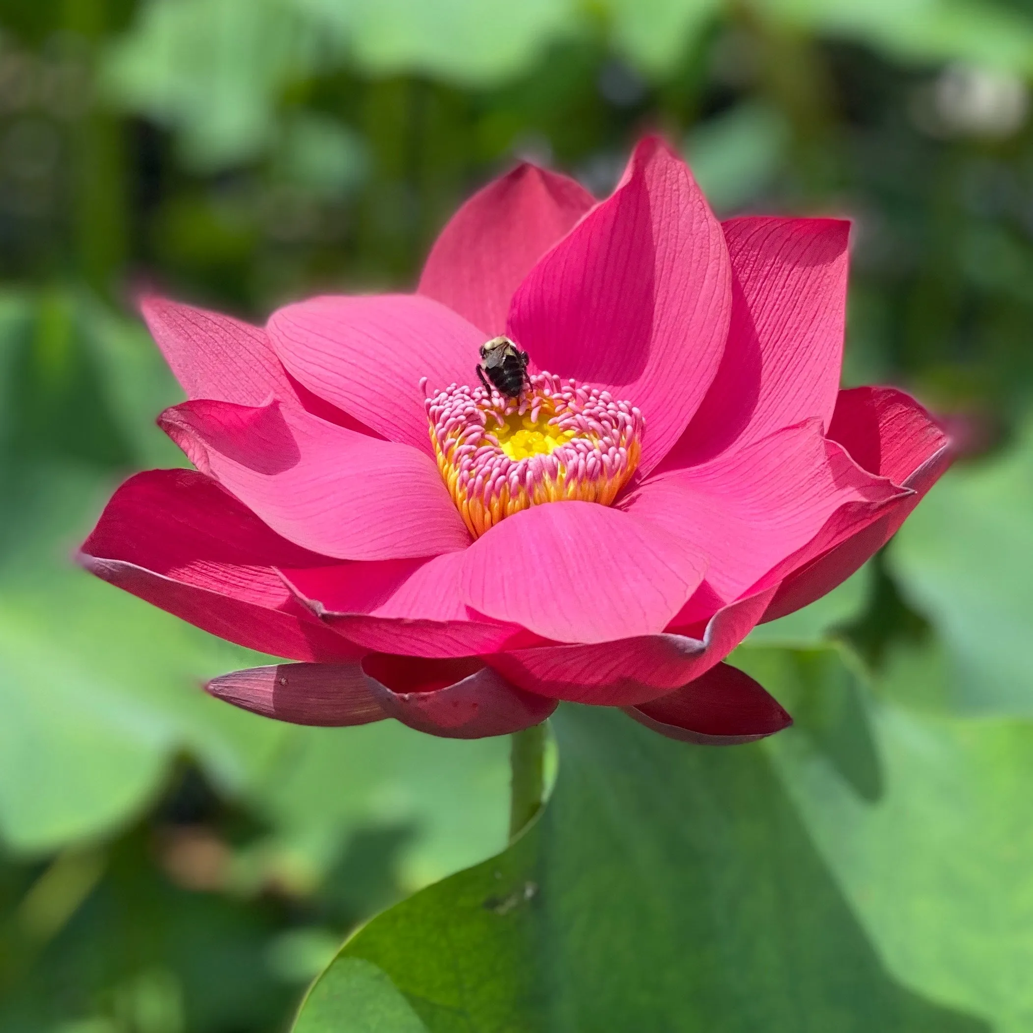 Flamingo Lotus, Red-Hot!  <br>❤️ Zac's Top 25 Selection ❤️