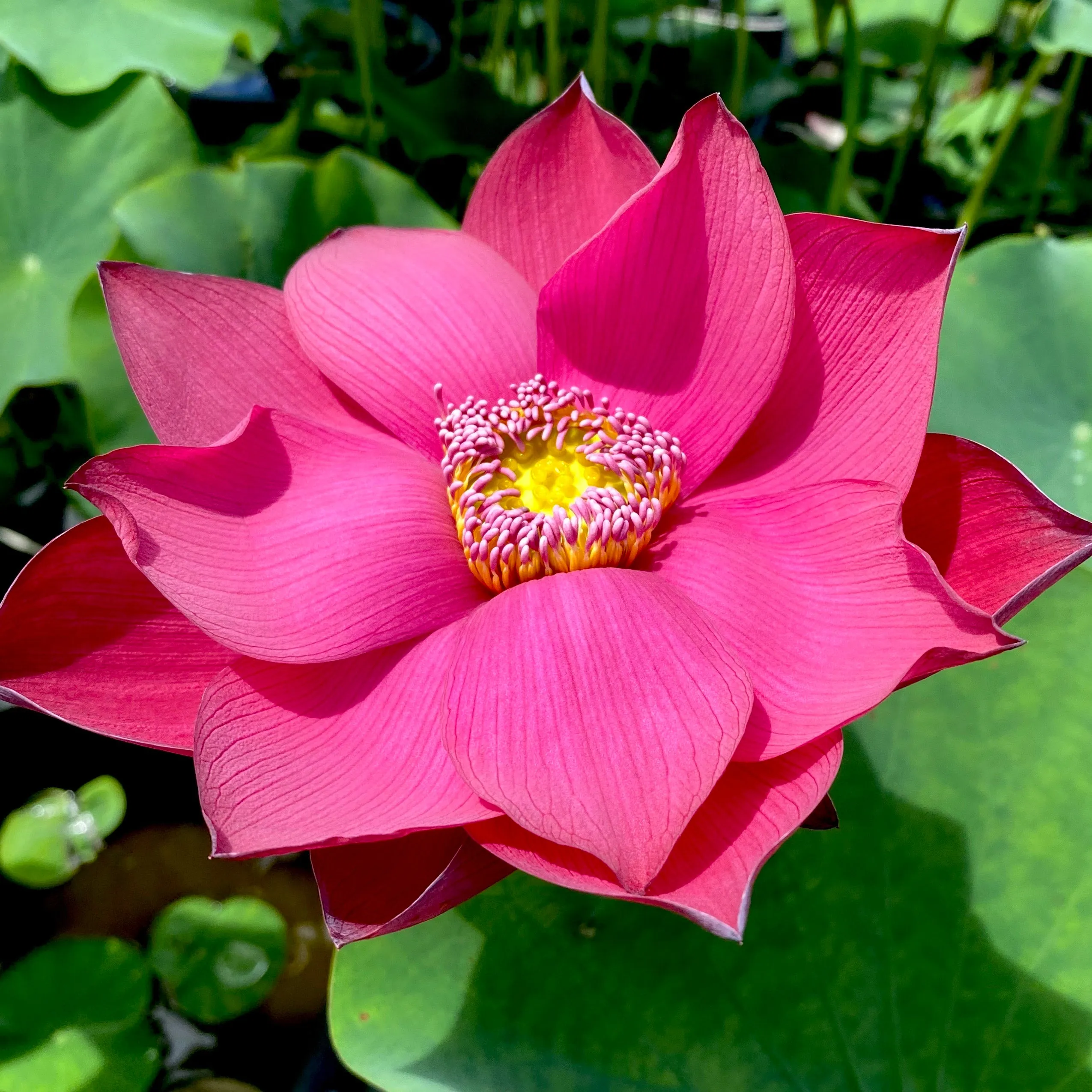 Flamingo Lotus, Red-Hot!  <br>❤️ Zac's Top 25 Selection ❤️