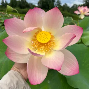 Friendship Of Supervisor and Student Lotus <br> Stunning, 💖 Top 25 Lotus! 💖